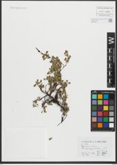 Foto von Salix retusa L.